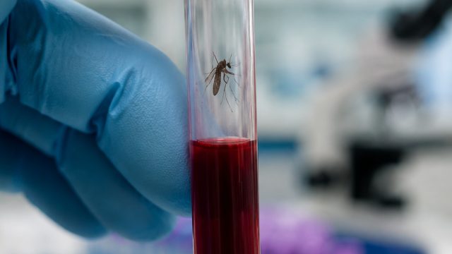 New West Nile Virus Cases Reported: What You Need to Know Now | sbclive link alternatif, toto koi